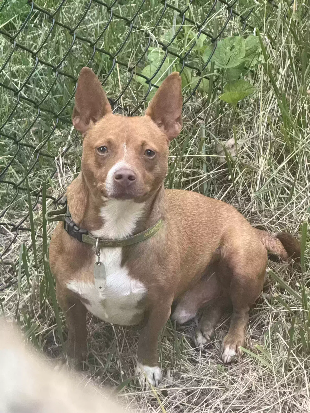 Found dog in China Grove, NC, 28023