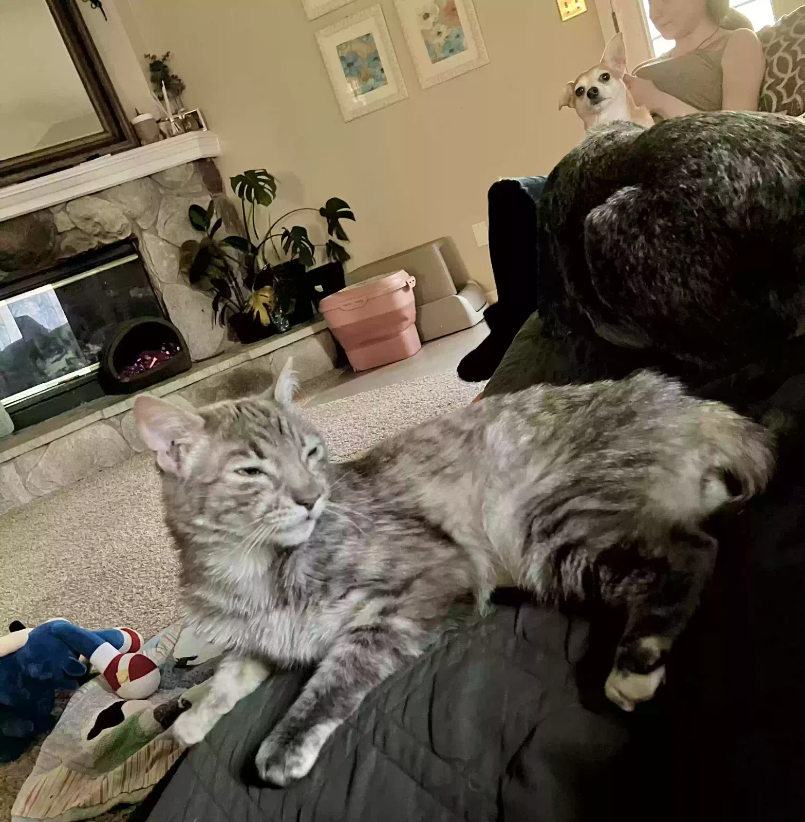 Lost cat in Modesto, CA, 95358