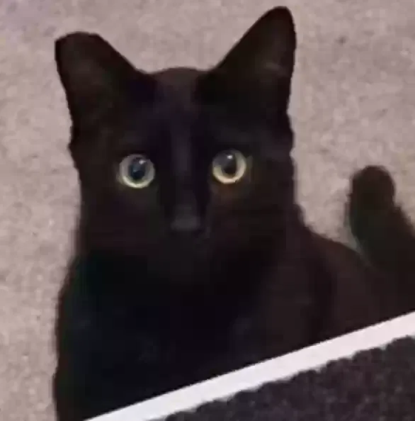 Lost cat in Elk Grove, CA, 95624