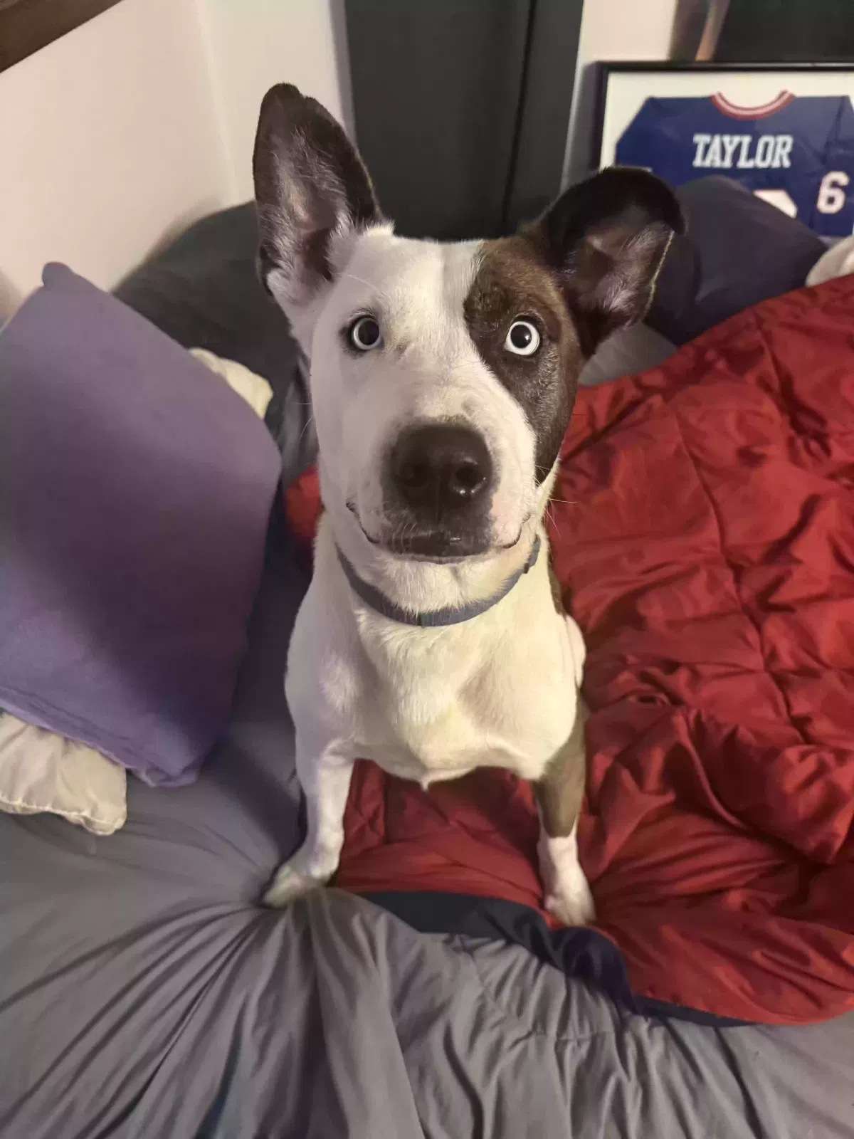 Lost dog in Chattanooga, TN, 37404