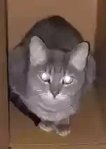 Lost cat in Minneapolis, MN, 55432