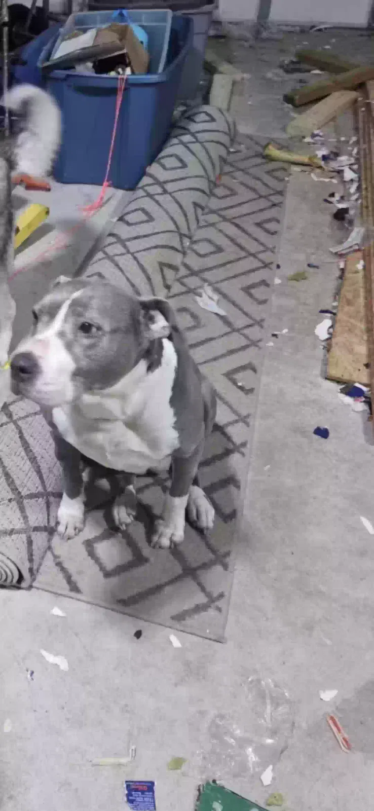 Lost dog in Suffolk, VA, 23434