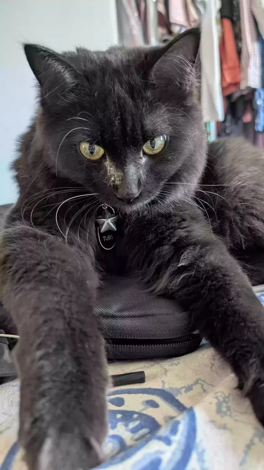 Lost cat in Tucson, AZ, 85705