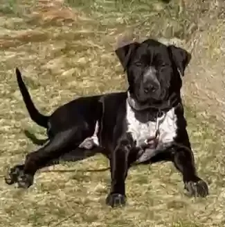 Lost dog in Wixom, MI, 48393