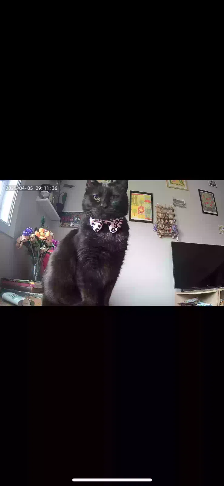 Lost cat in Des Moines, IA, 50313