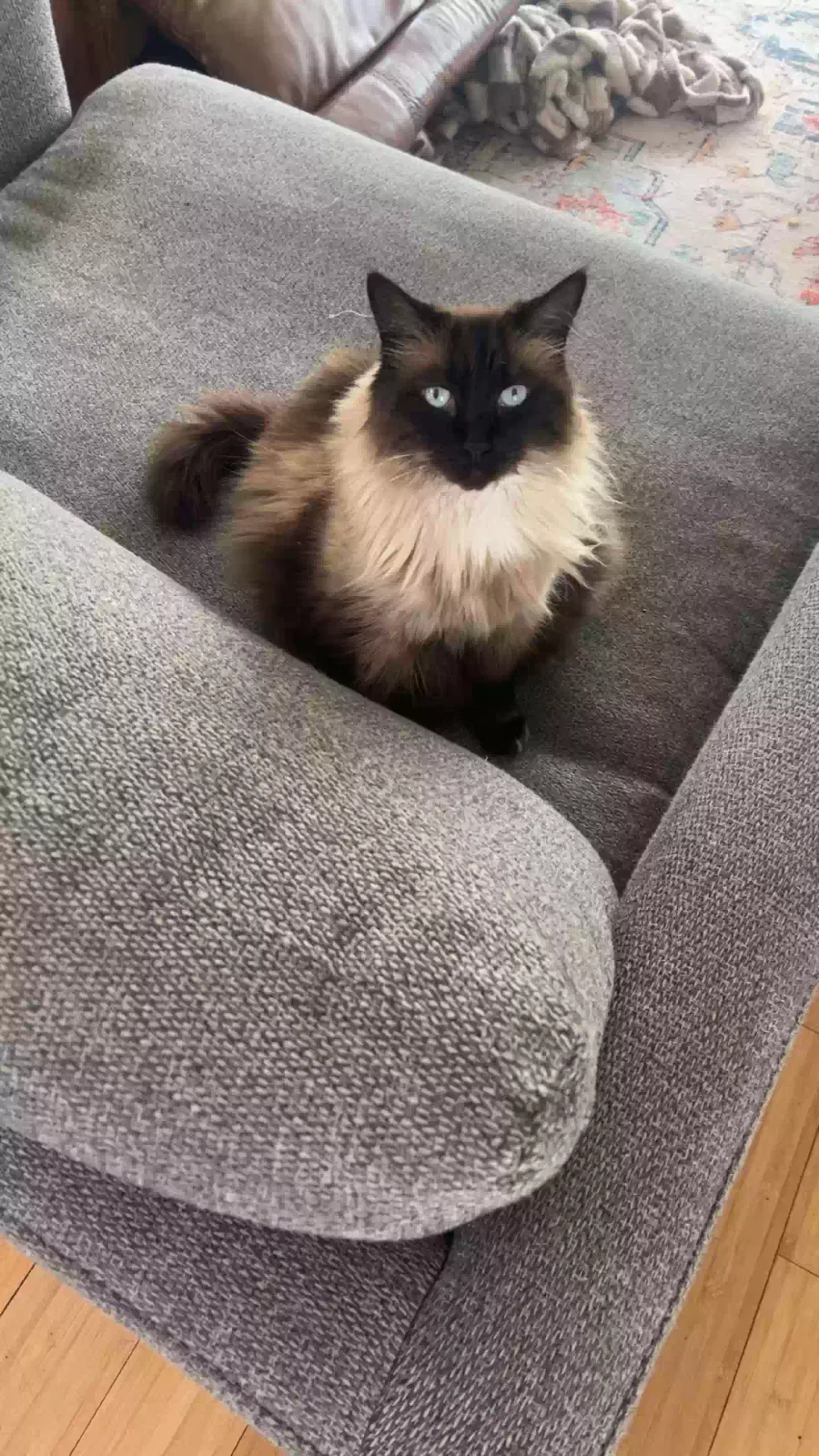 Lost cat in Lynnwood, WA, 98036