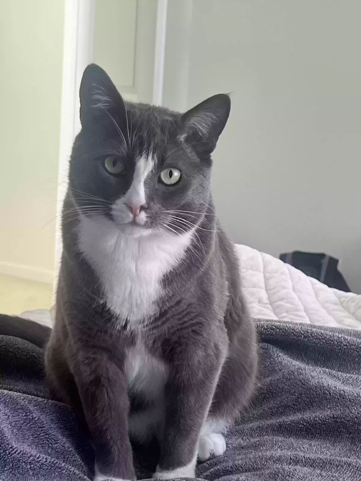 Lost cat in Hanahan, SC, 29410