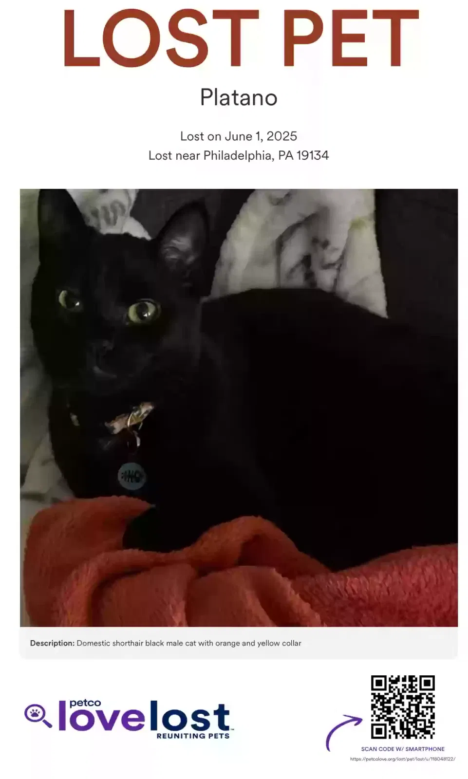 Lost cat in Philadelphia, PA, 19134