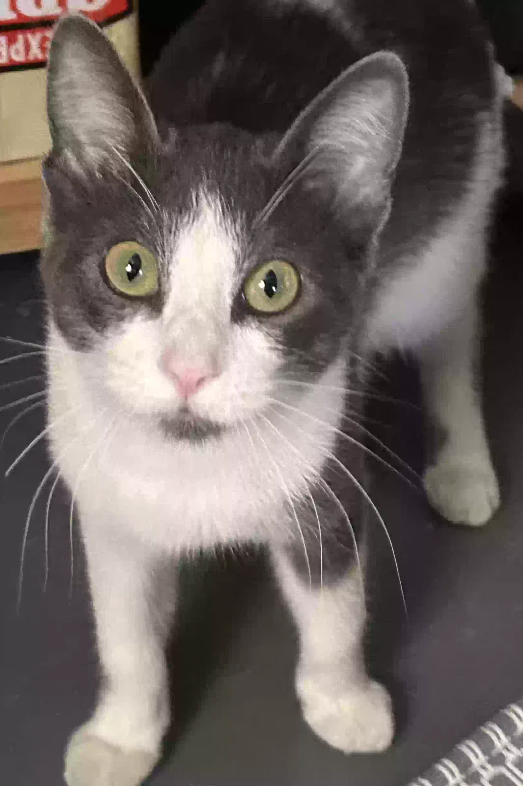 Lost cat in San Marcos, TX, 78666