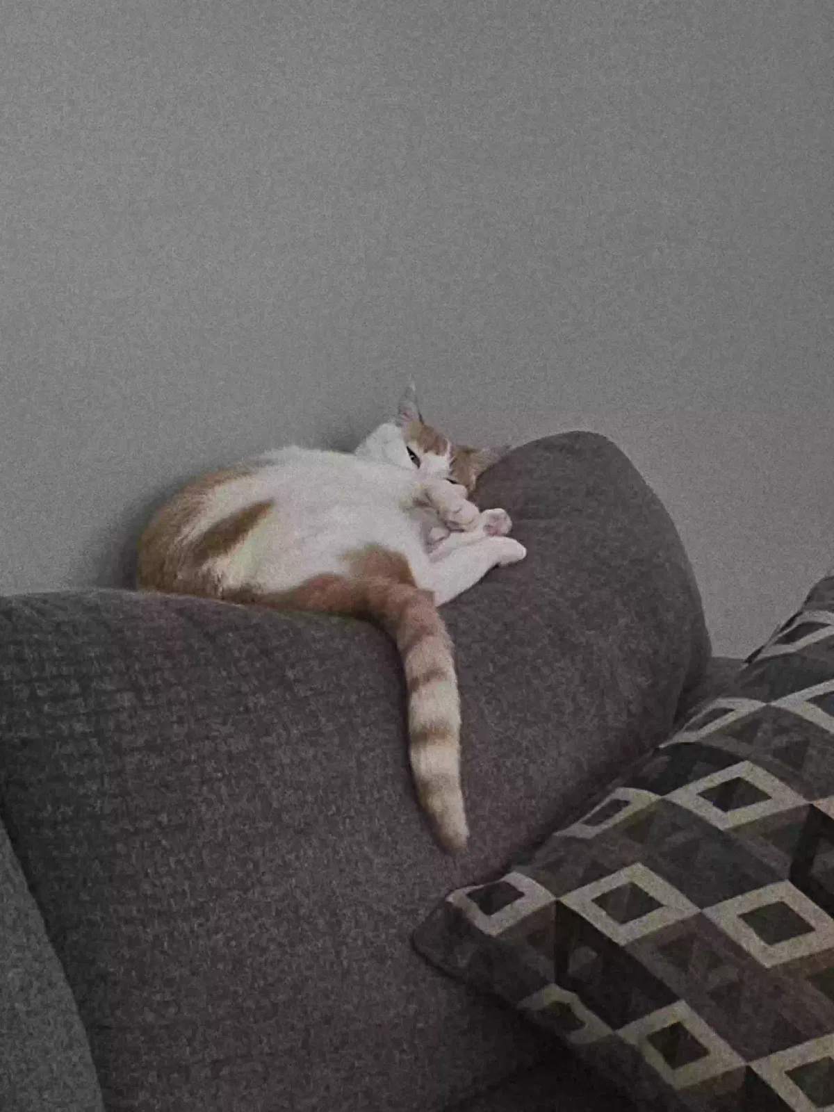 Lost cat in O Fallon, MO, 63366
