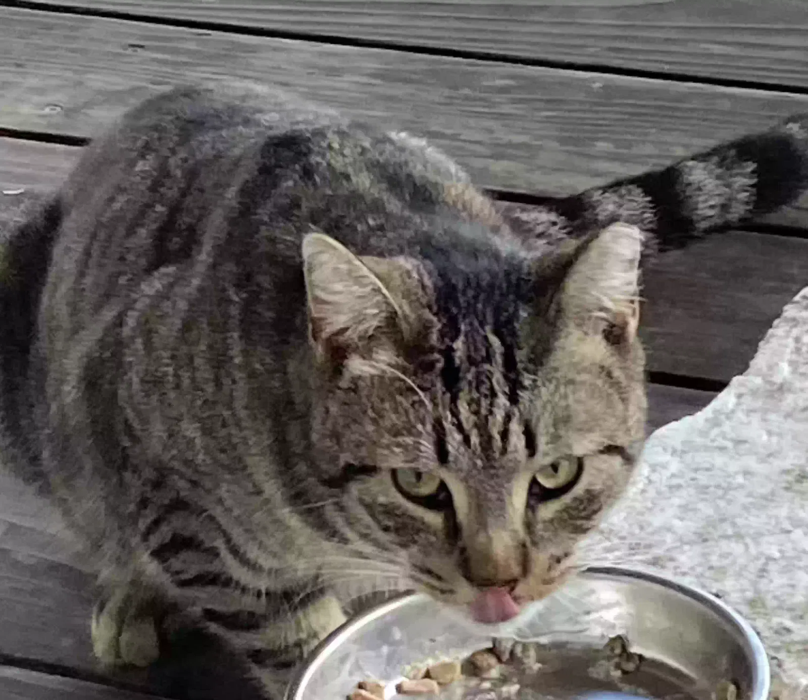 Lost cat in San Carlos, CA, 94070