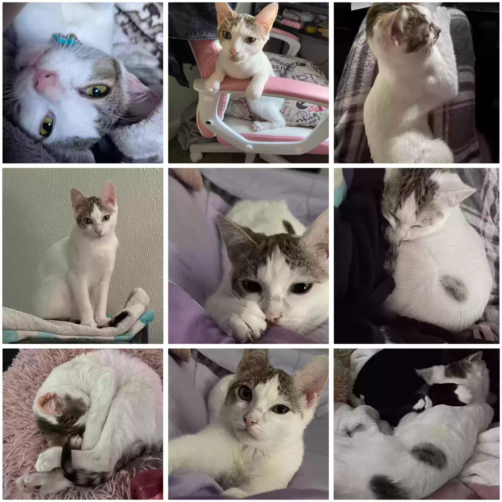Lost cat in Elk Grove, CA, 95624