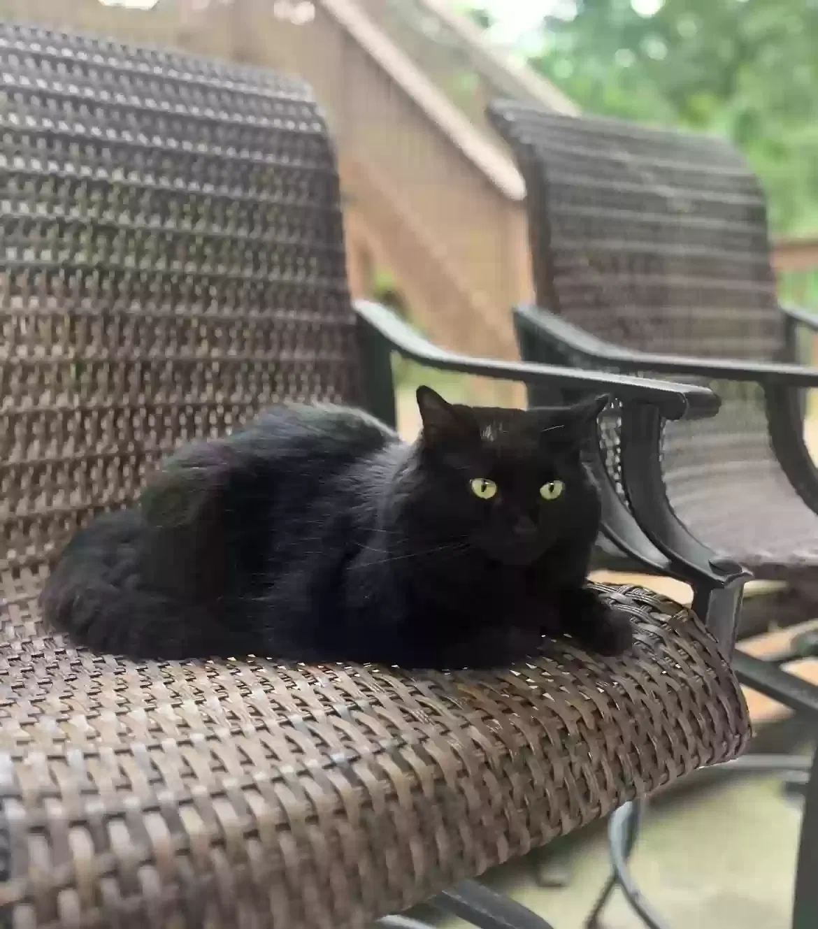Lost cat in Buford, GA, 30519