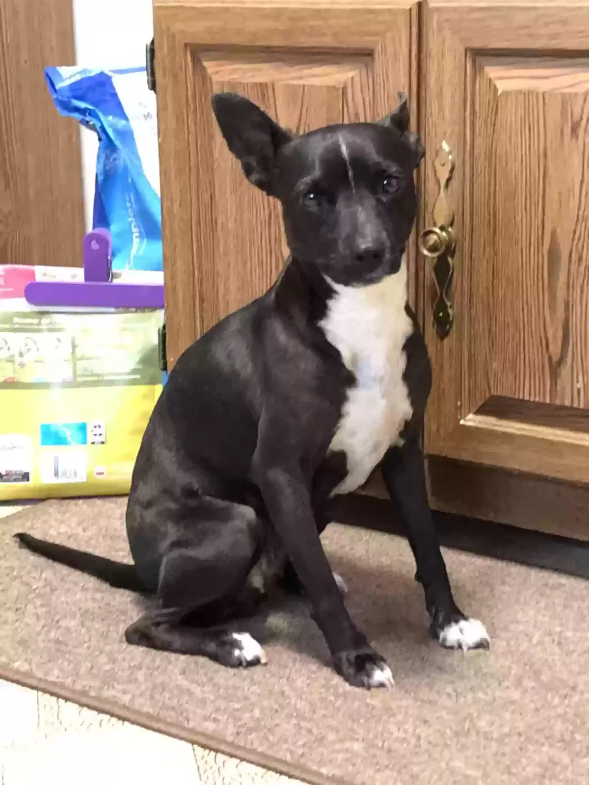 Found dog in Stockton, CA, 95210