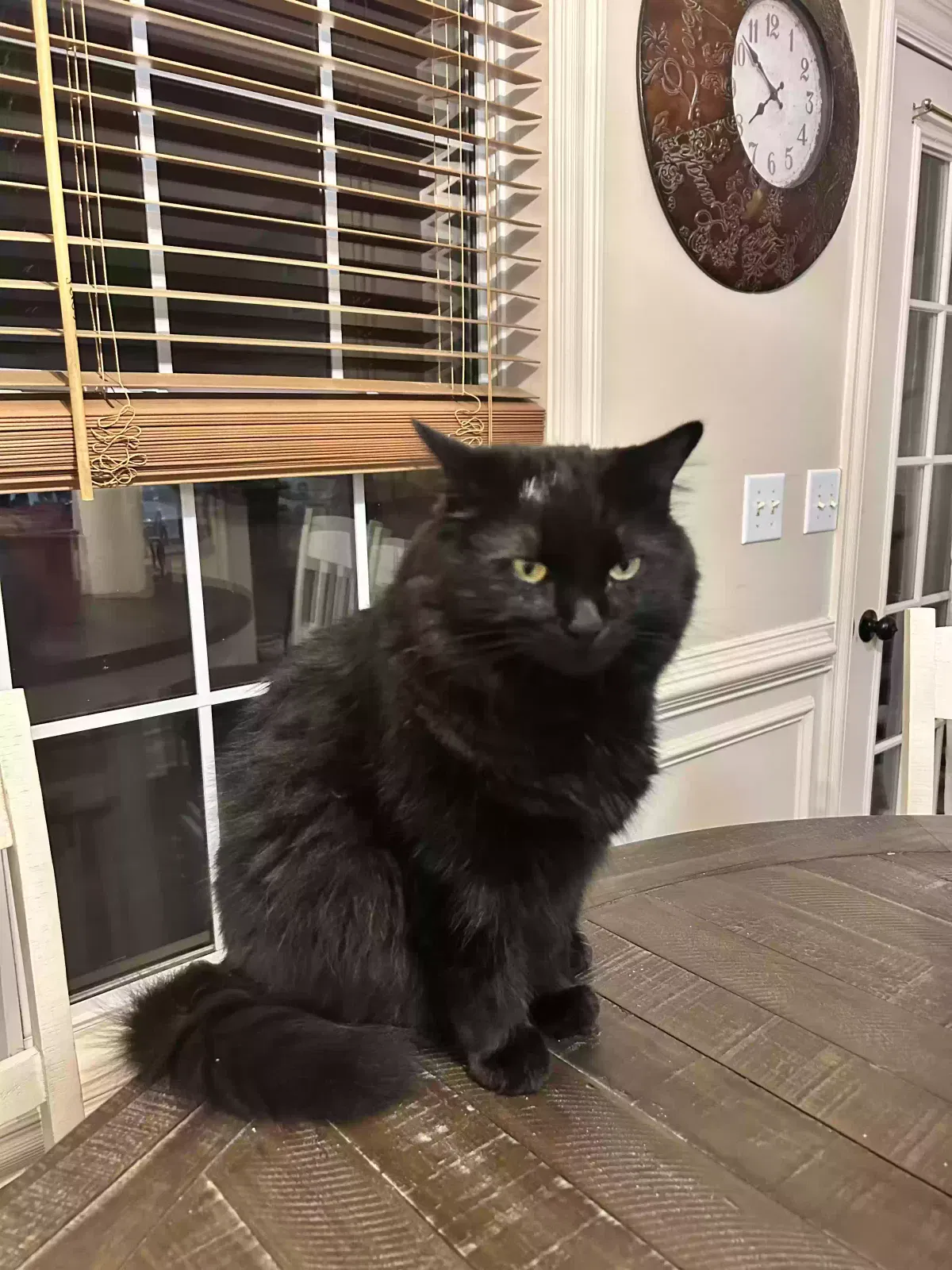 Lost cat in Buford, GA, 30519