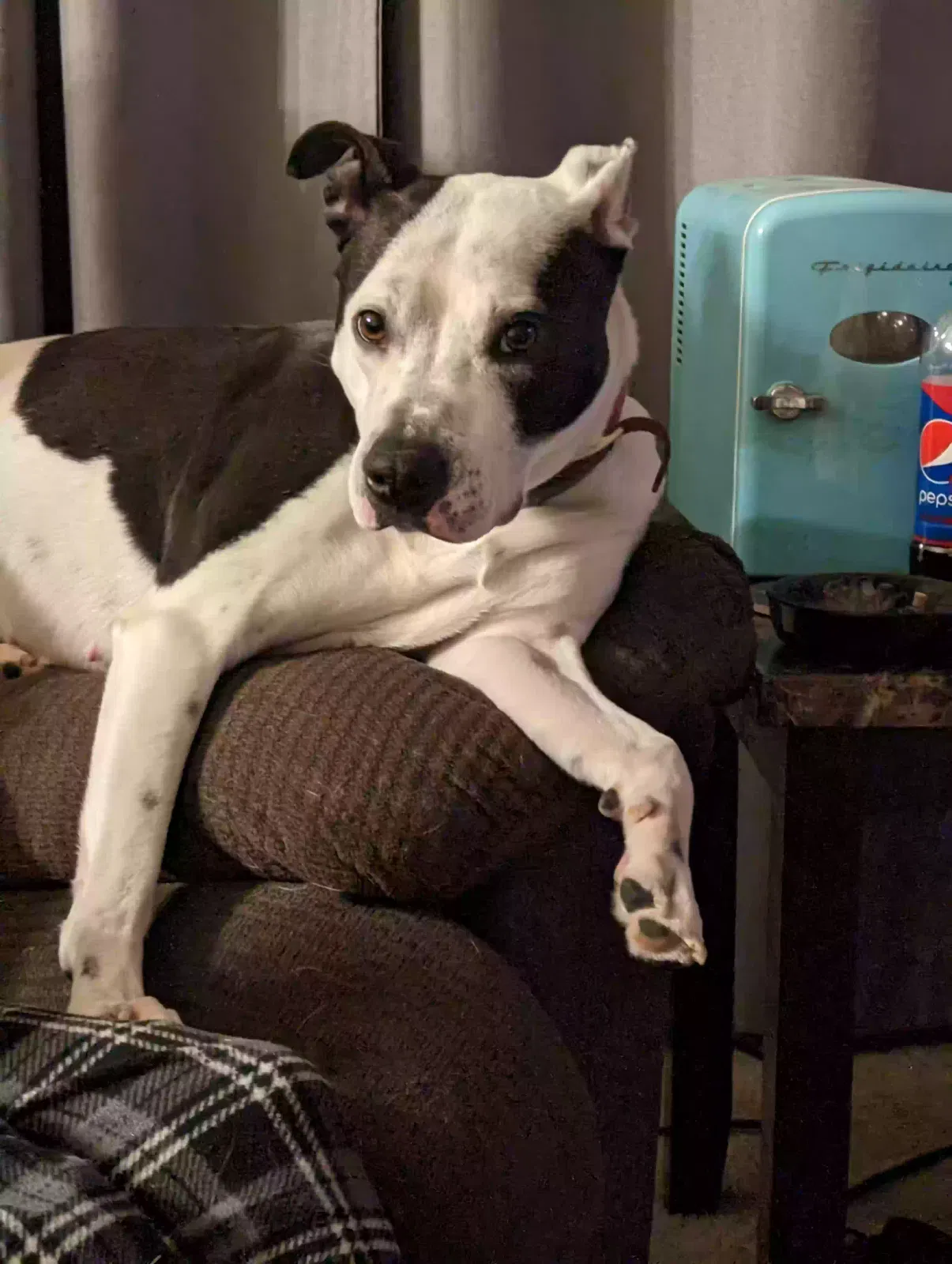 Lost dog in Cleves, OH, 45002