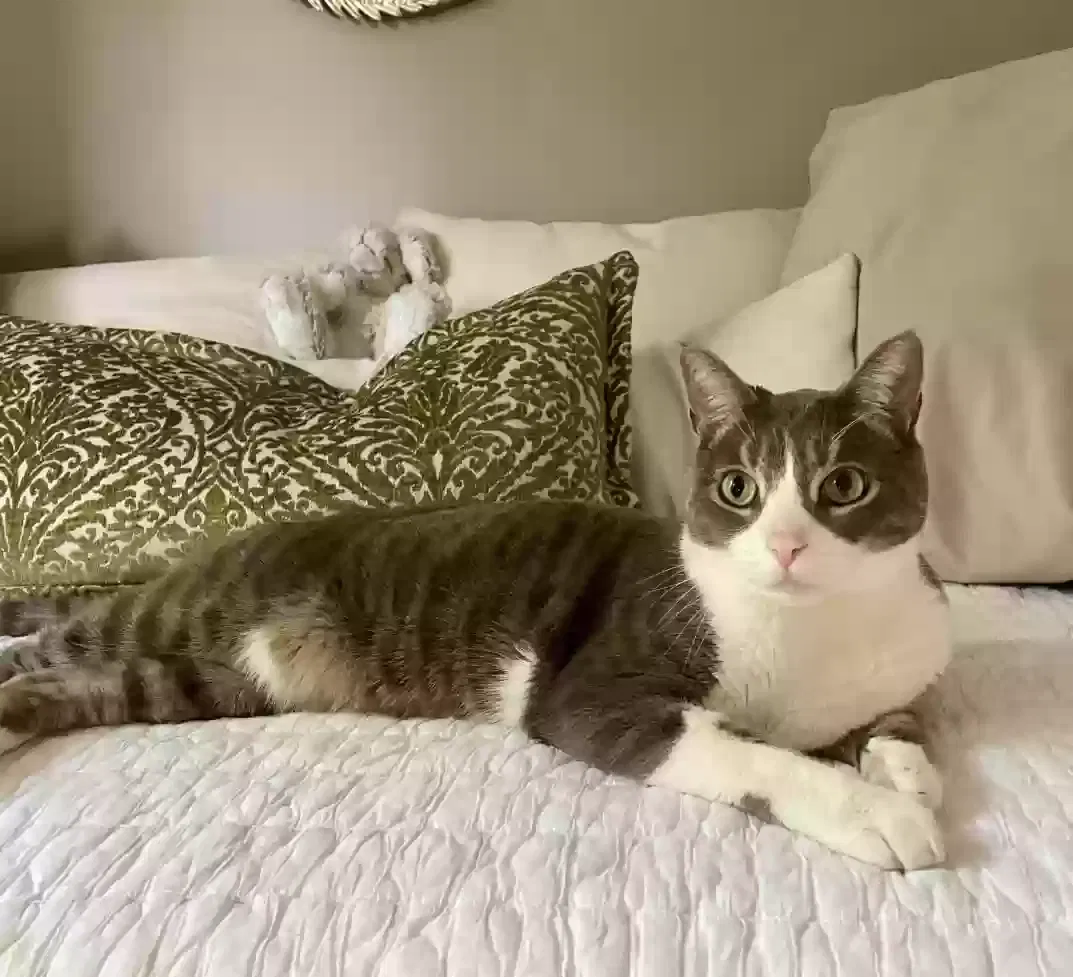Lost cat in Newhall, CA, 91321