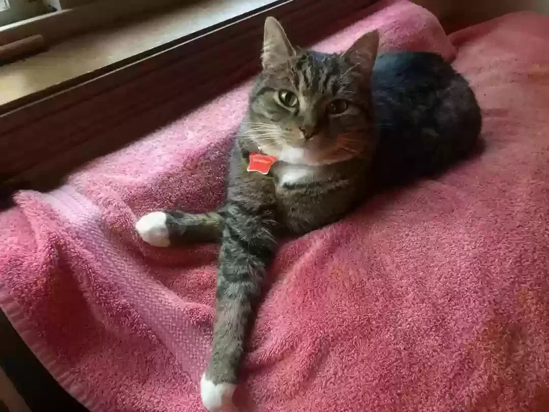 Lost cat in Portland, OR, 97224