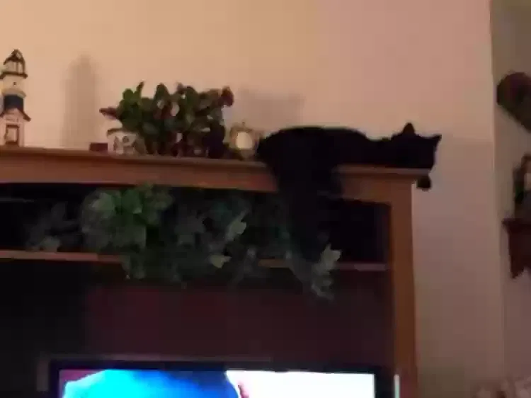 Lost cat in Loxahatchee, FL, 33470