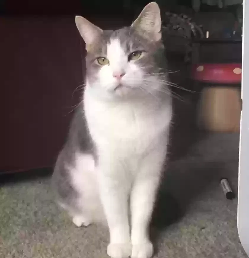 Lost cat in San Diego, CA, 92116