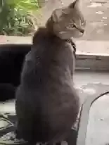 Lost cat in Loxahatchee, FL, 33470