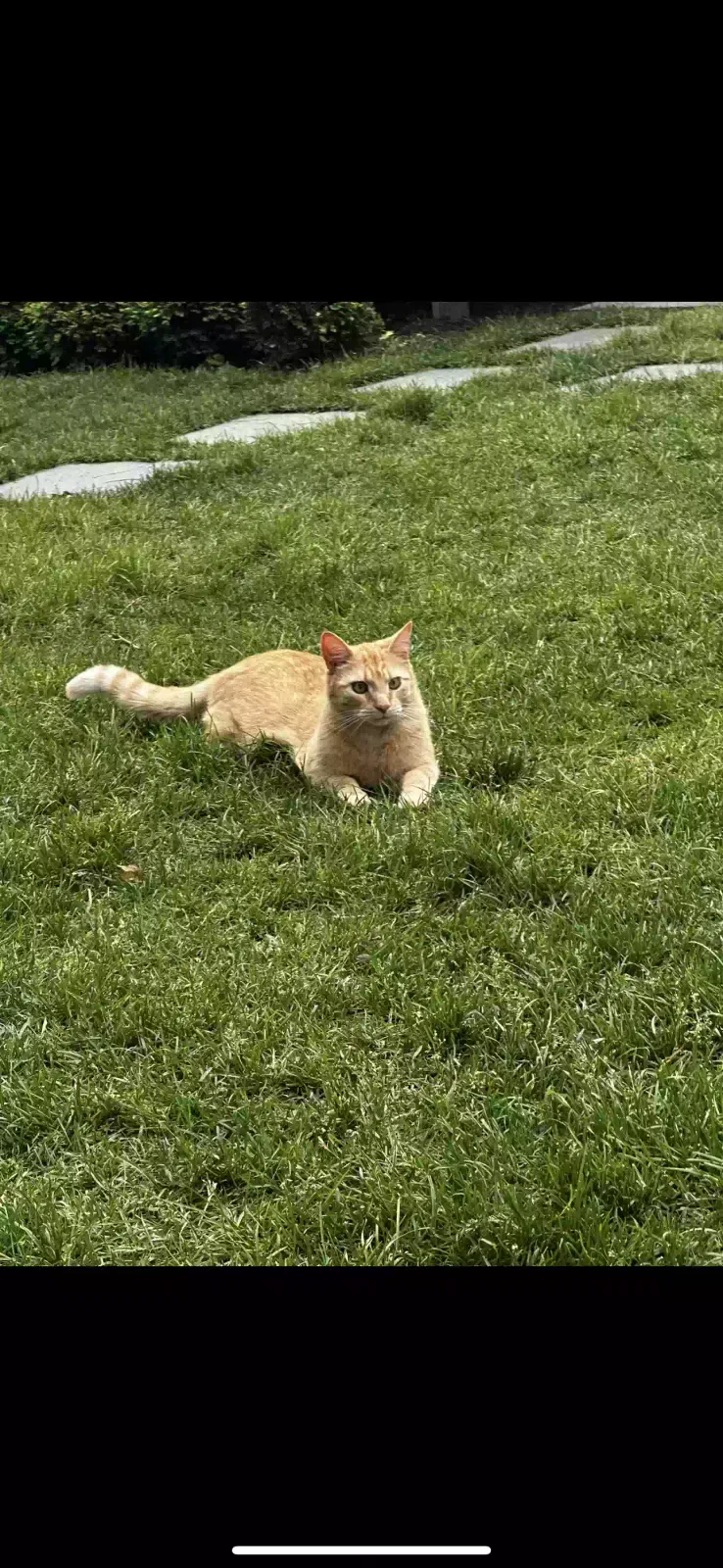 Lost cat in Riverhead, NY, 11901