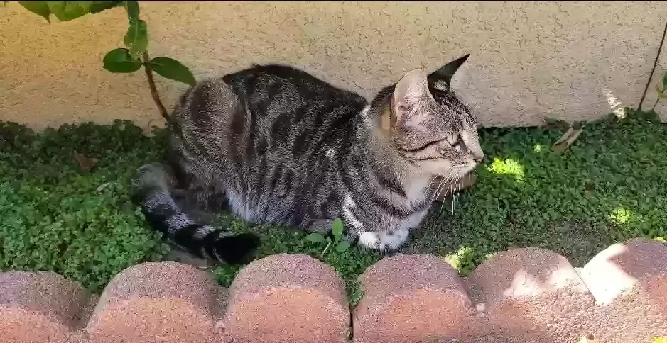 Lost cat in La Verne, CA, 91750