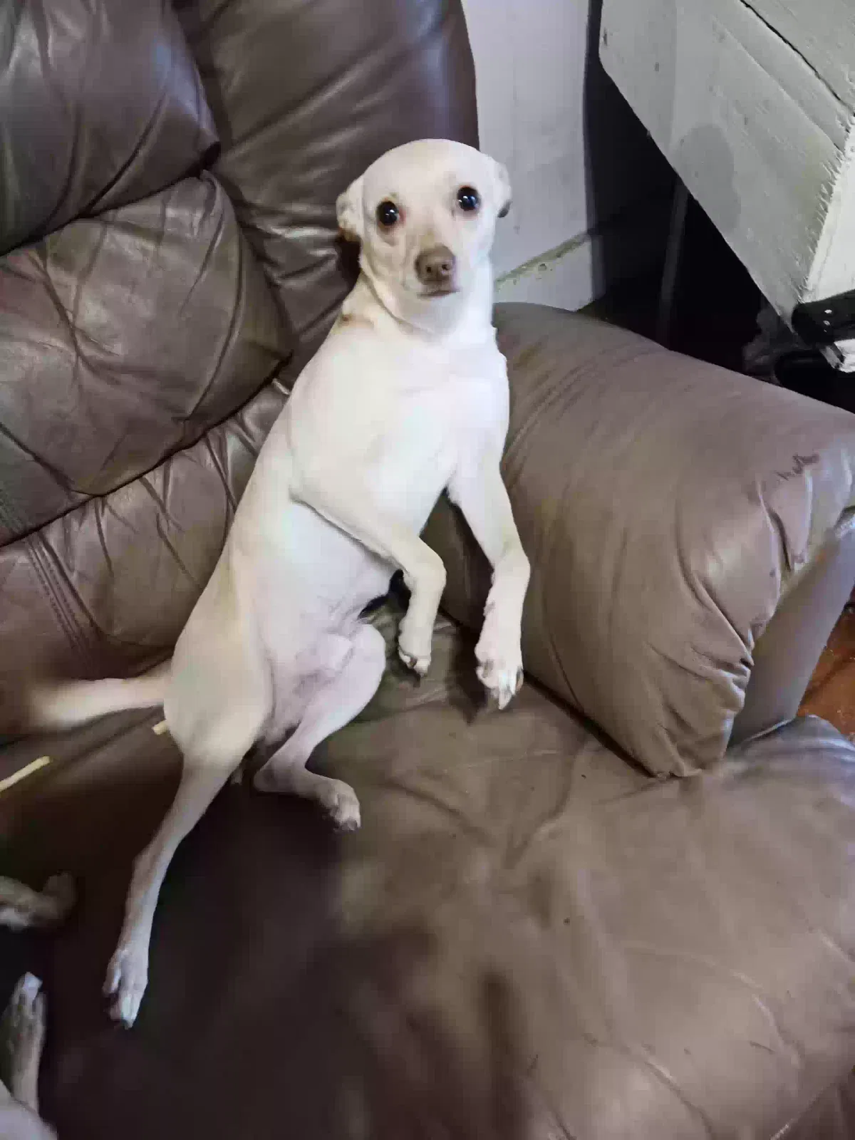 Lost dog in San Antonio, TX, 78207