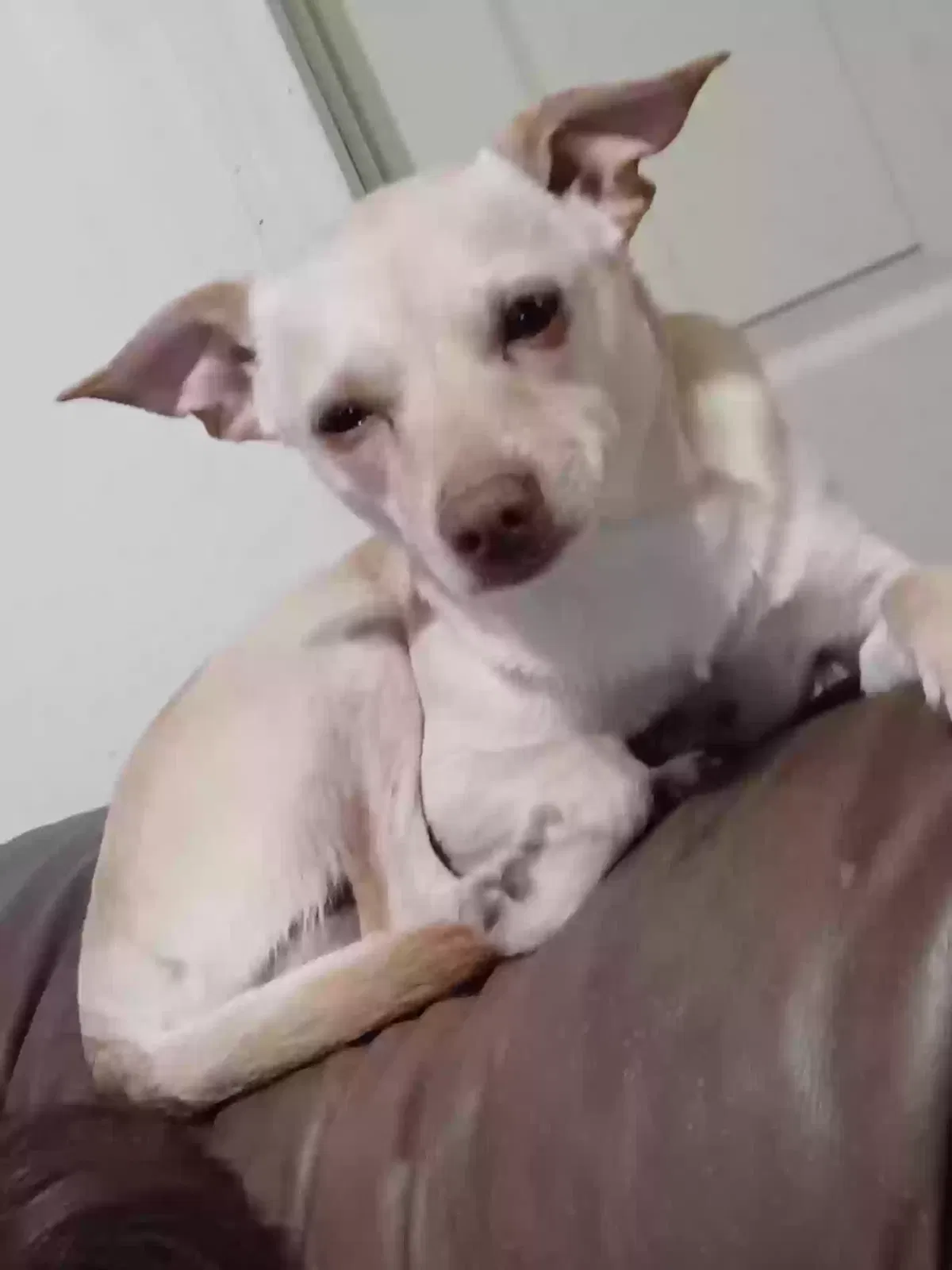 Lost dog in San Antonio, TX, 78207