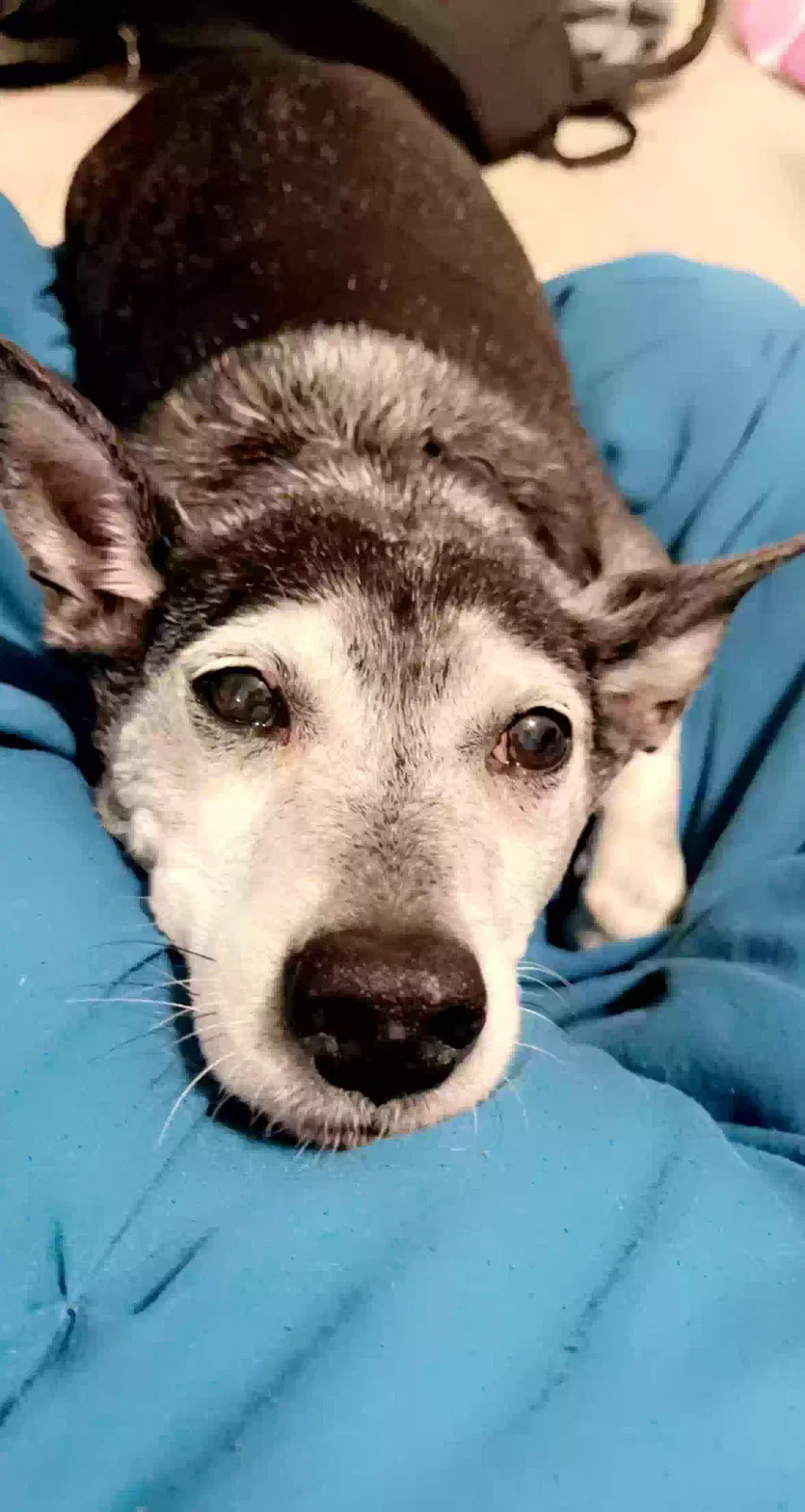 Lost dog in Humble, TX, 77396