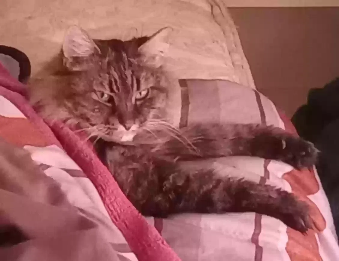 Lost cat in Indiana, PA, 15701