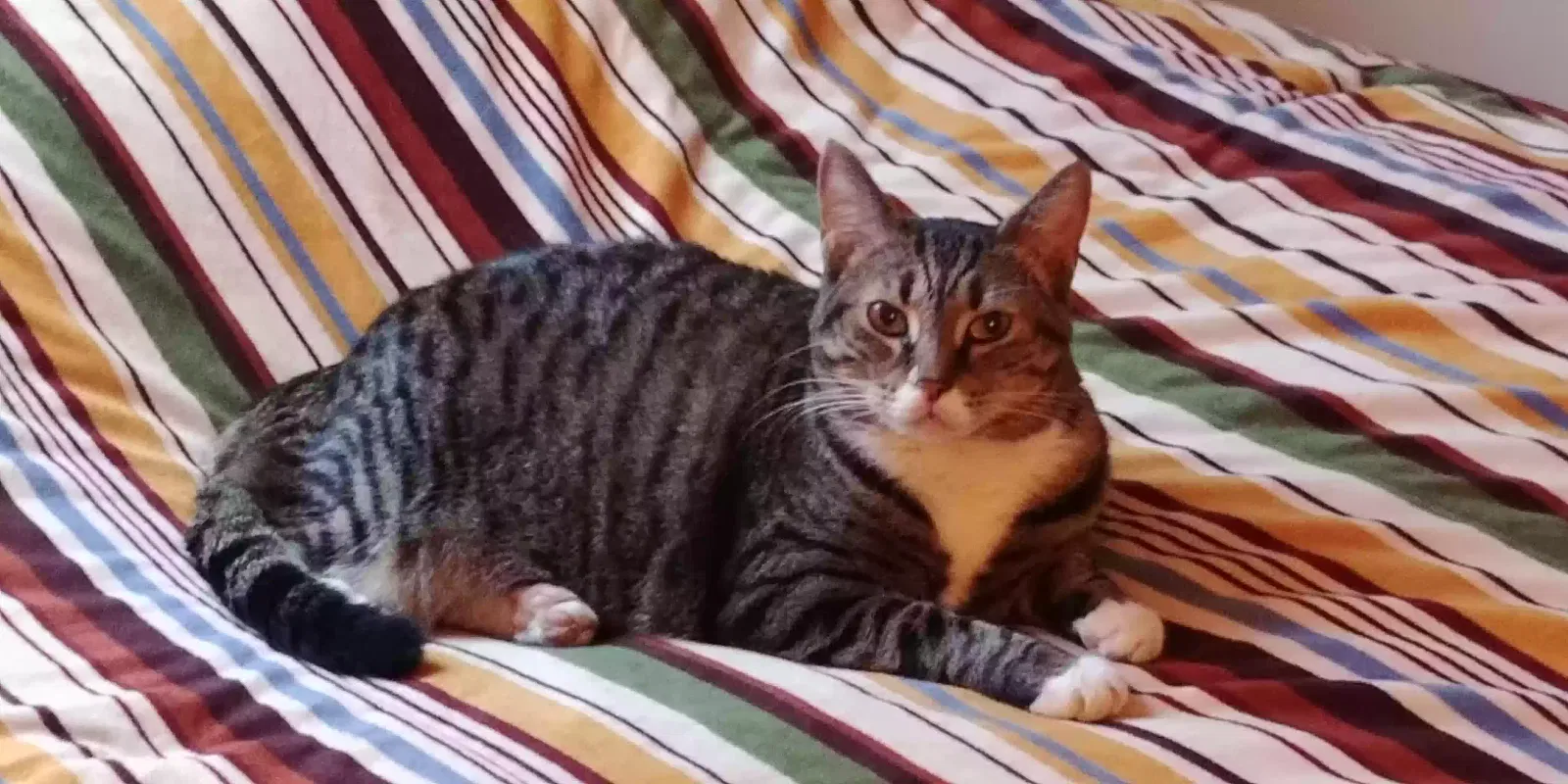 Lost cat in Pottstown, PA, 19464