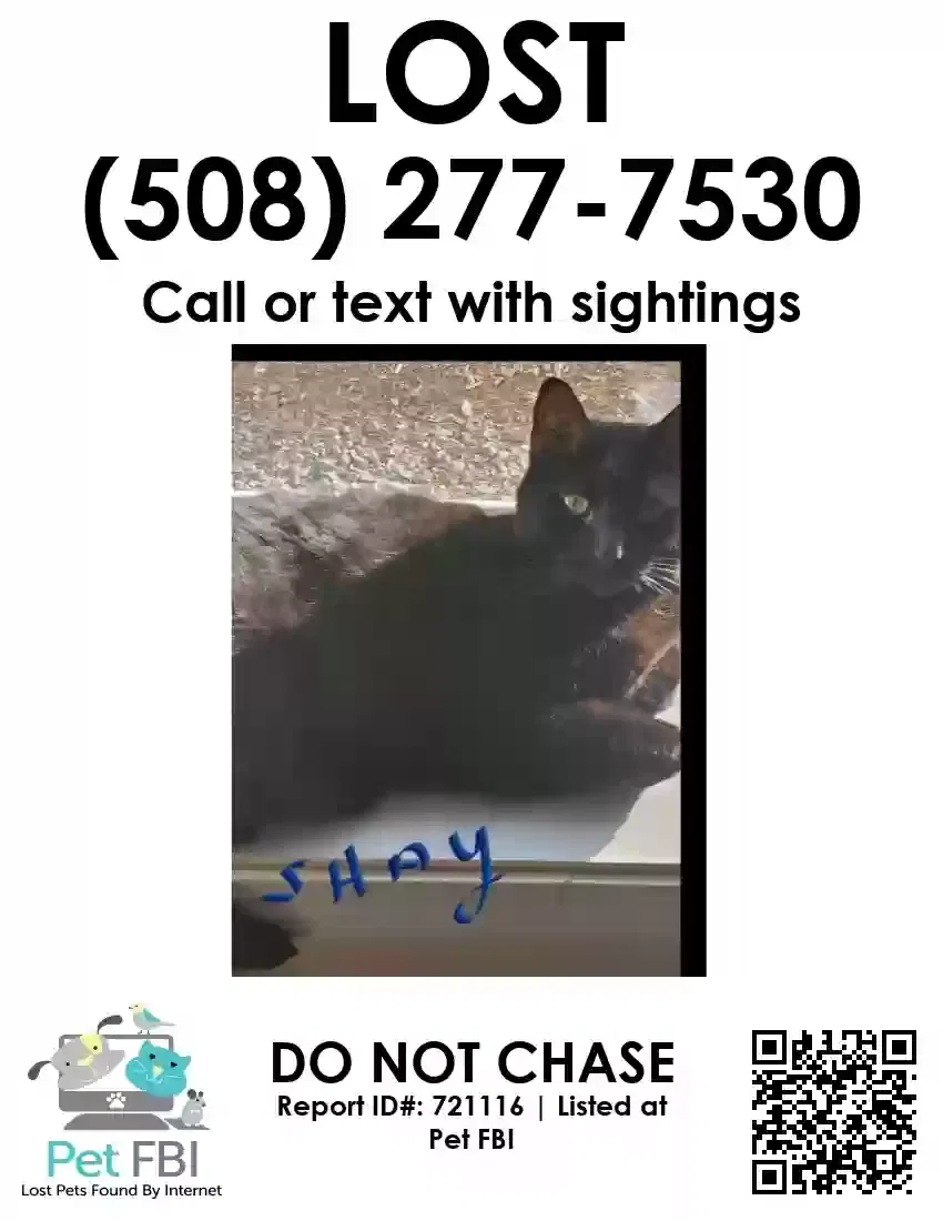 Lost cat in Northbridge, MA, 1534