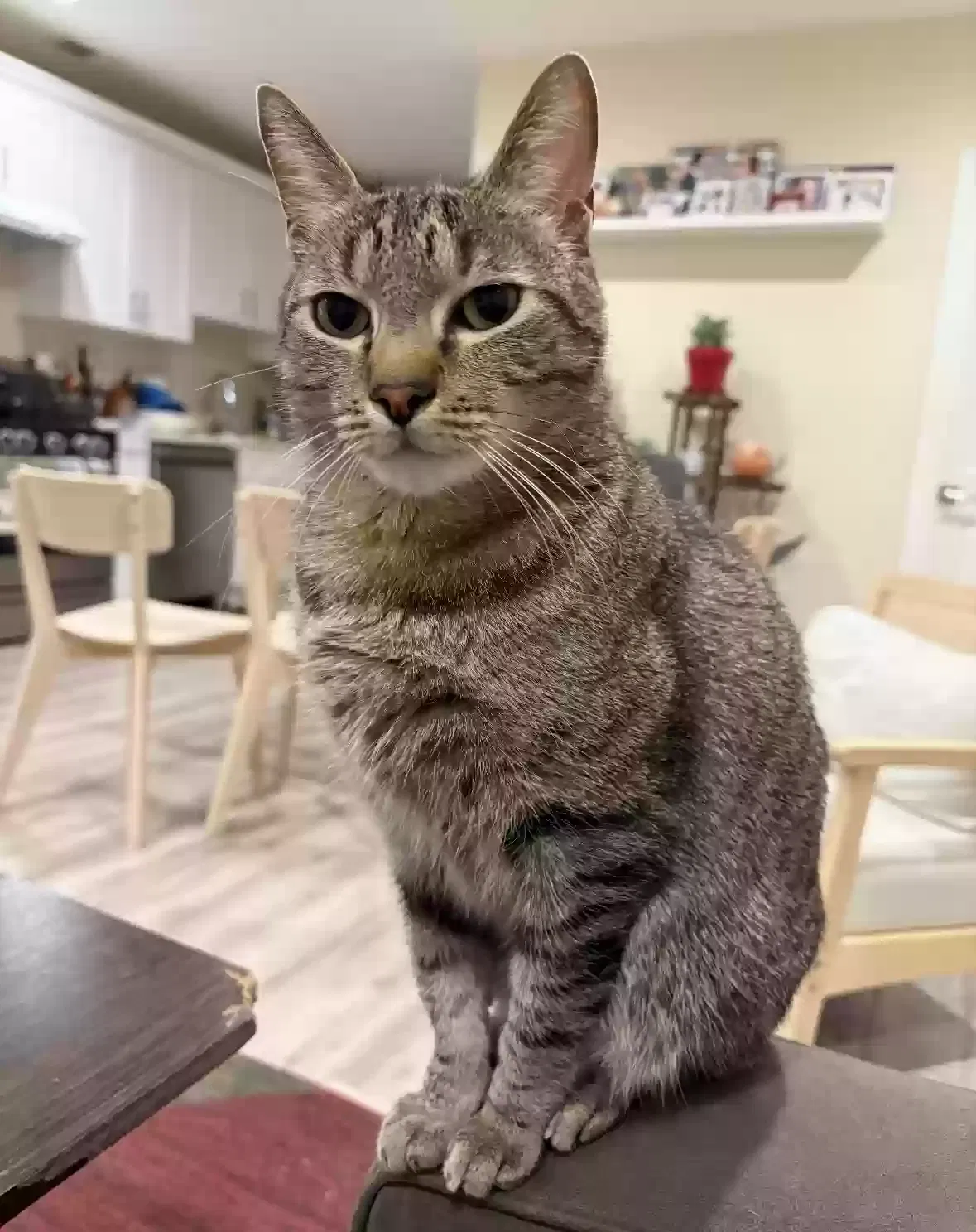 Lost cat in Woodland Hills, CA, 91364