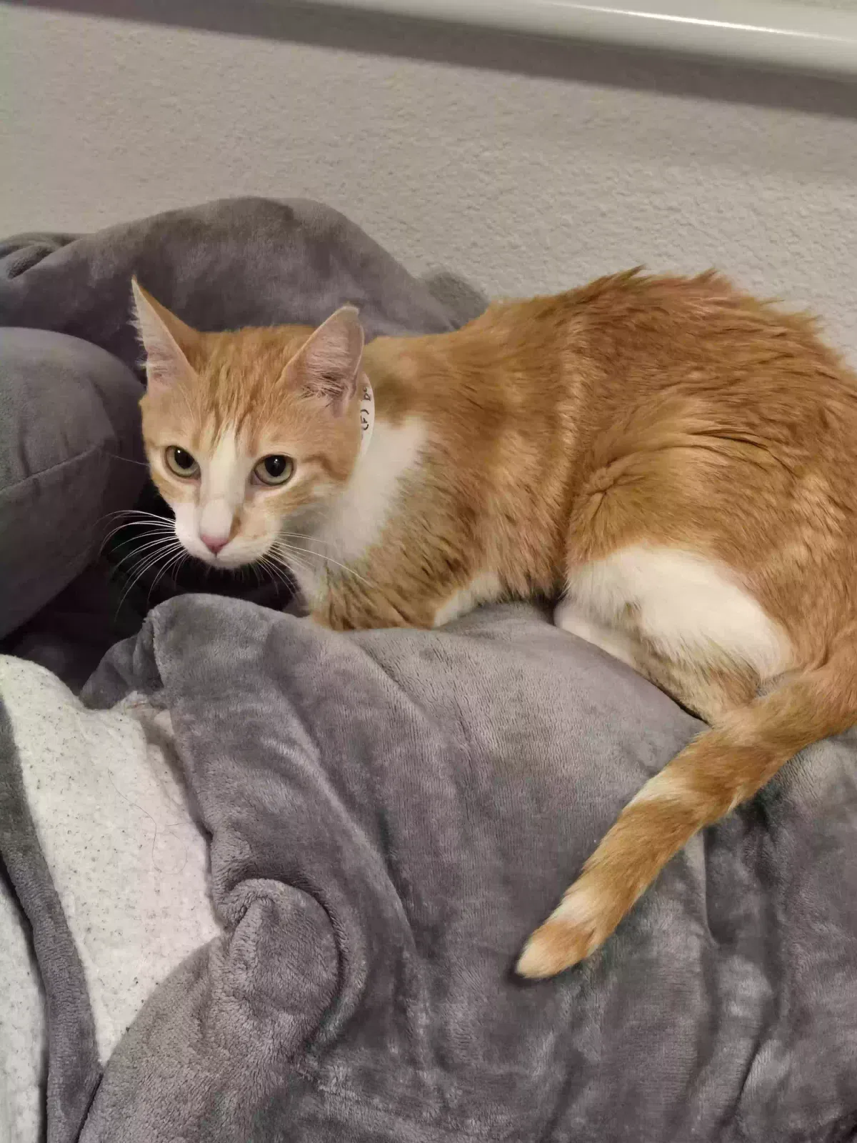 Lost cat in Phoenix, AZ, 85033