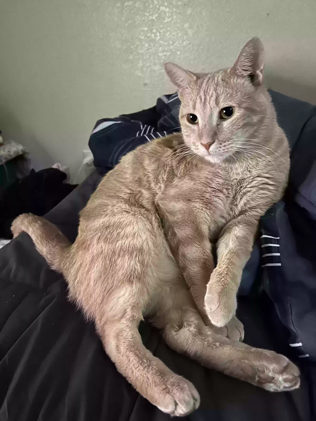 Lost cat in Las Vegas, NV, 89169