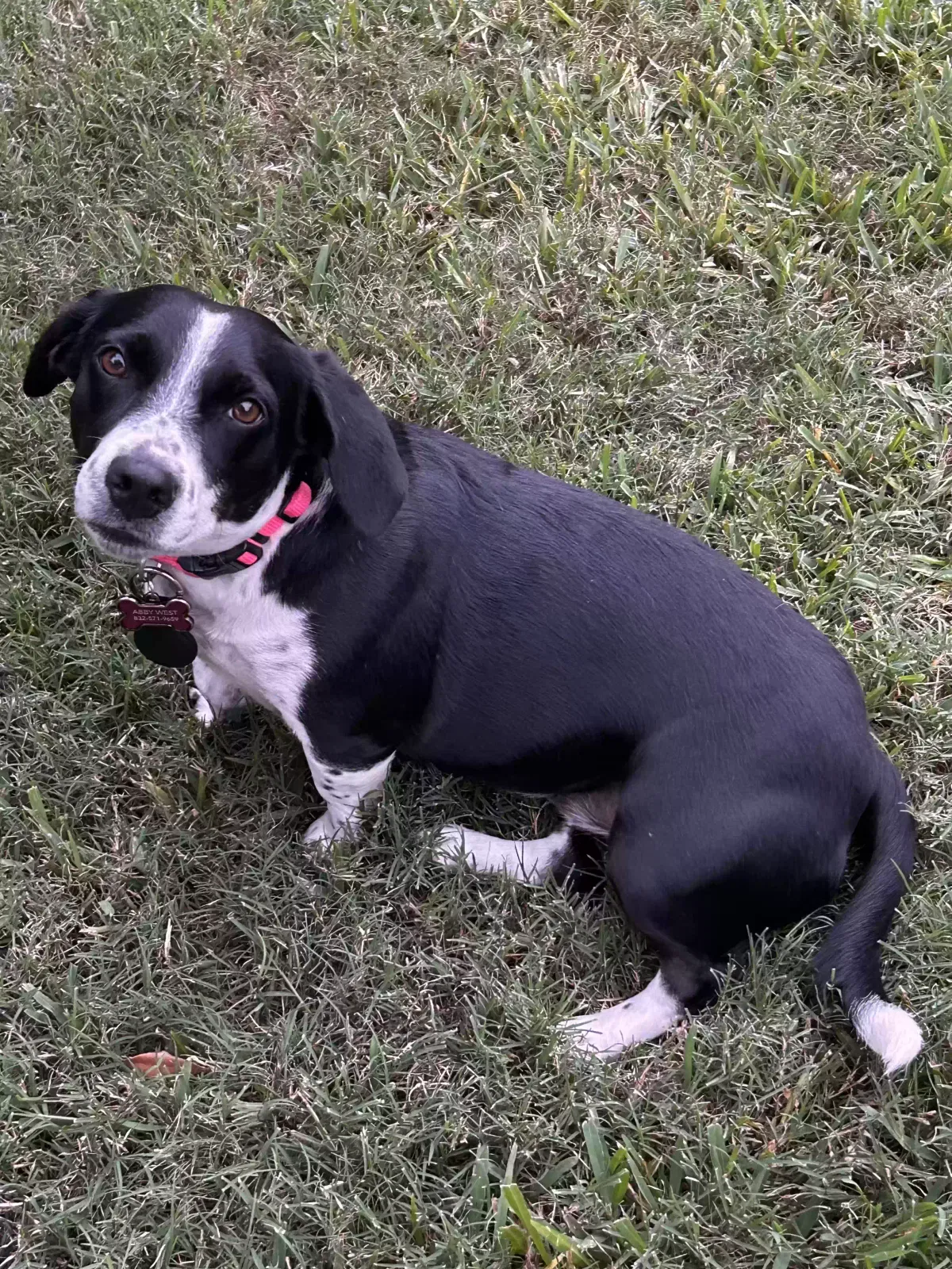 Lost dog in Seabrook, TX, 77586