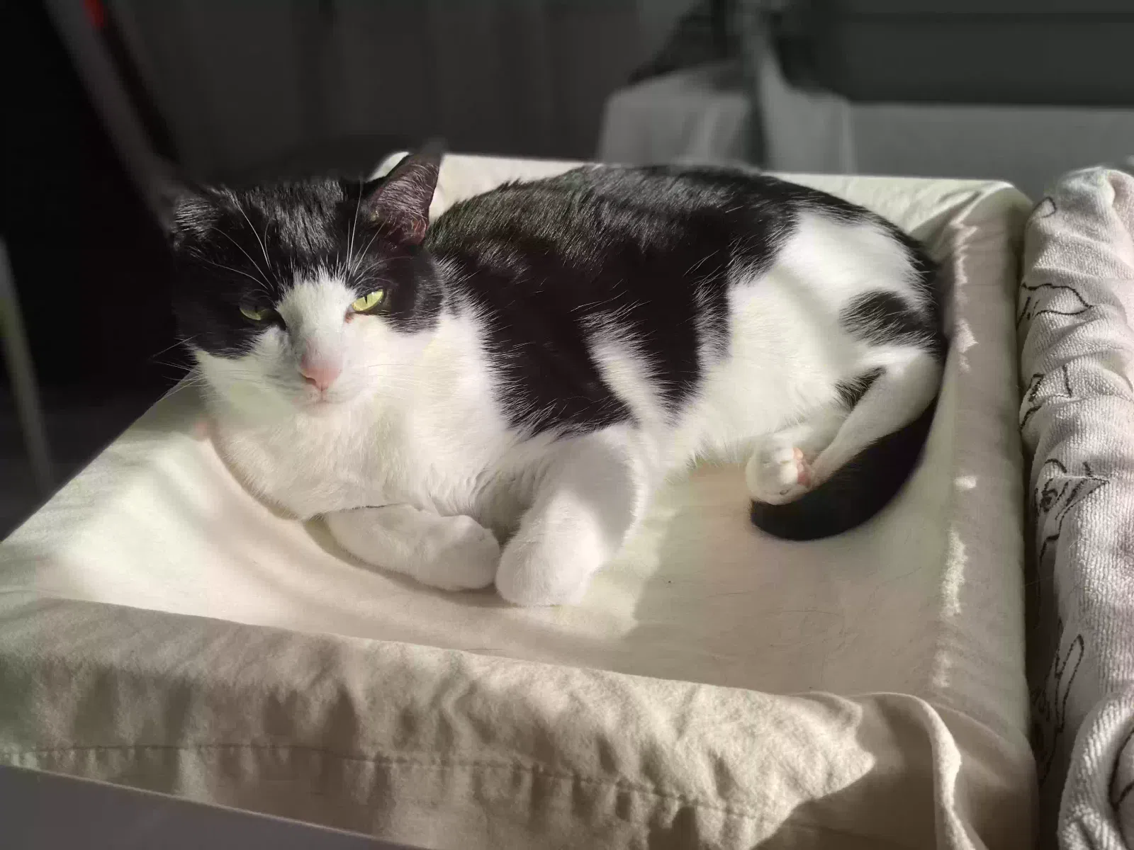 Lost cat in Gaston, OR, 97119