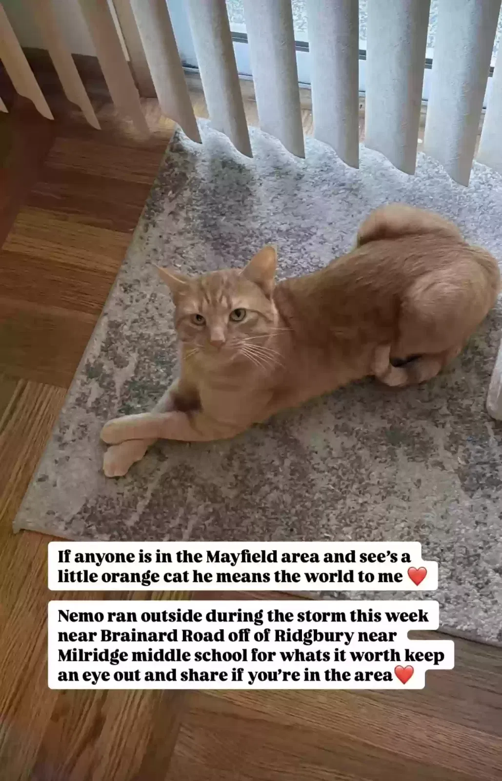 Lost cat in Cleveland, OH, 44143