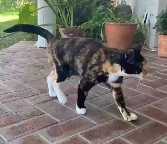 Lost cat in Woodland Hills, CA, 91364