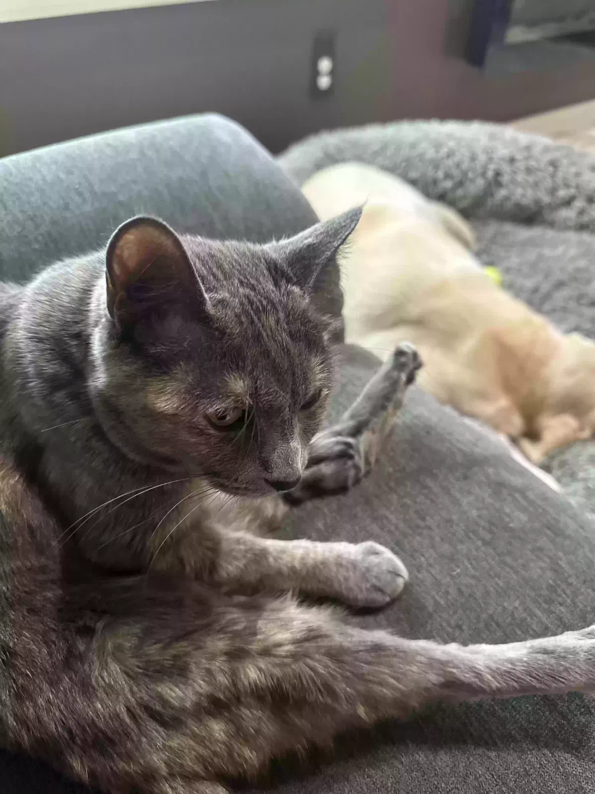 Lost cat in Littleton, CO, 80126
