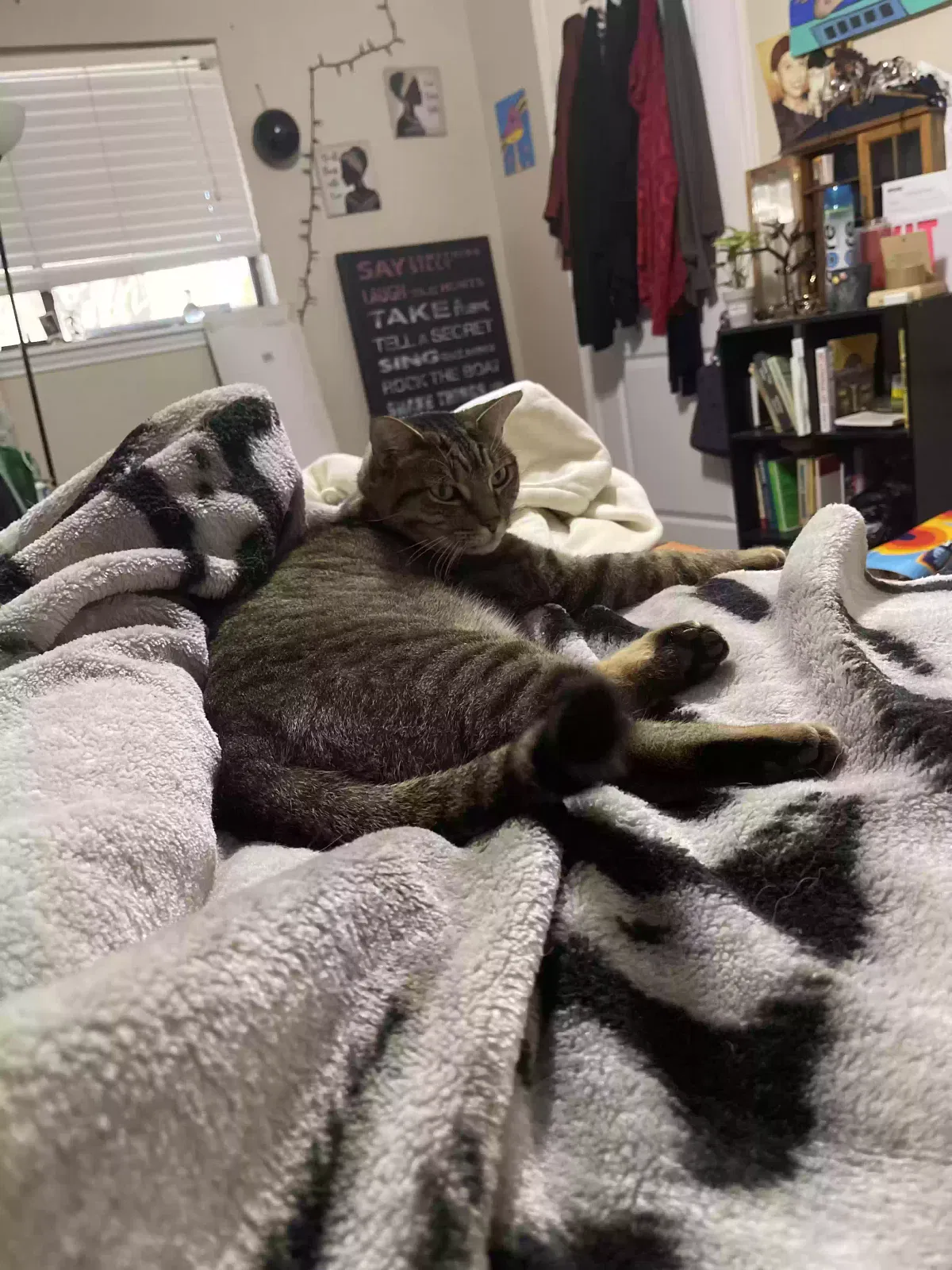 Lost cat in Webster, TX, 77598