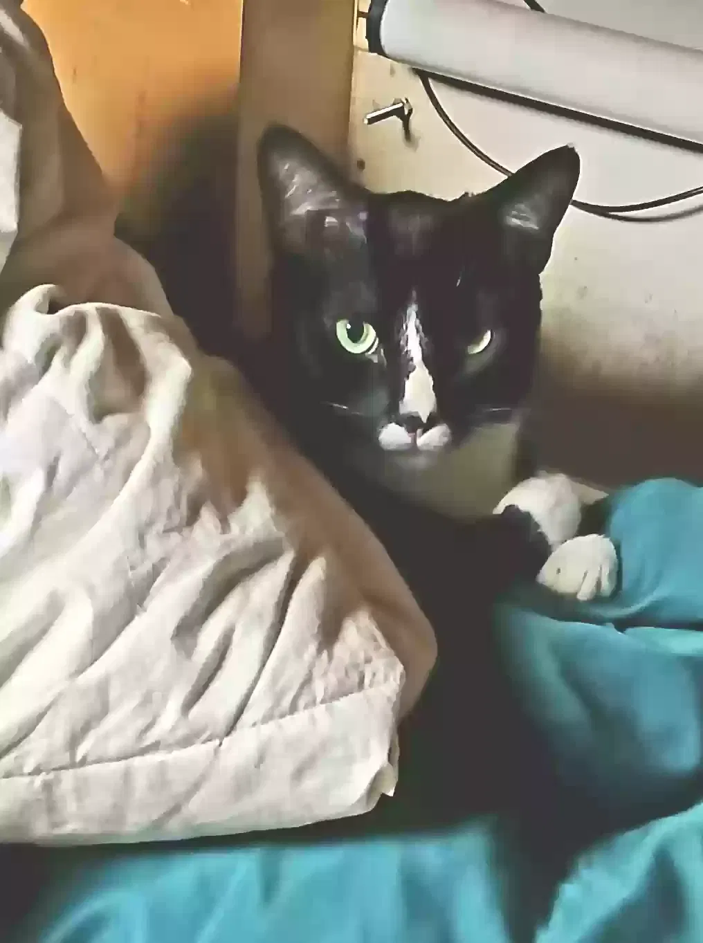 Lost cat in Maryland Heights, MO, 63043