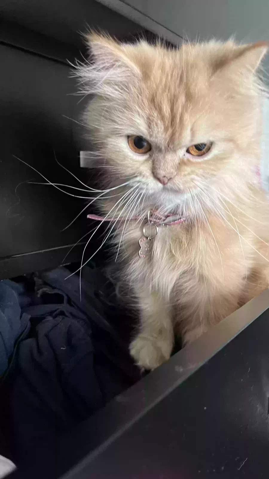 Lost cat in Spring Valley, CA, 91978