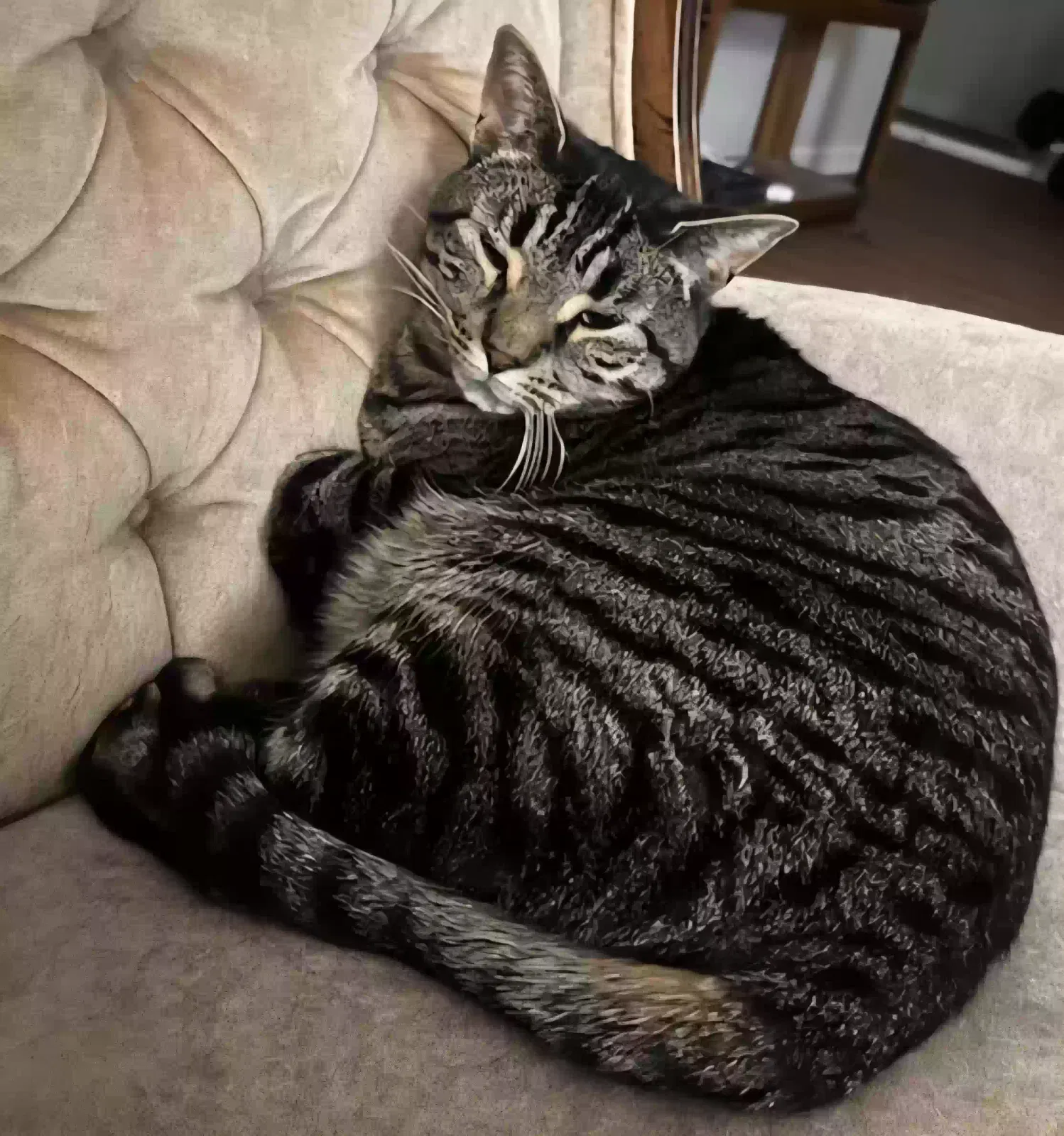 Lost cat in Fairfax, VA, 22033