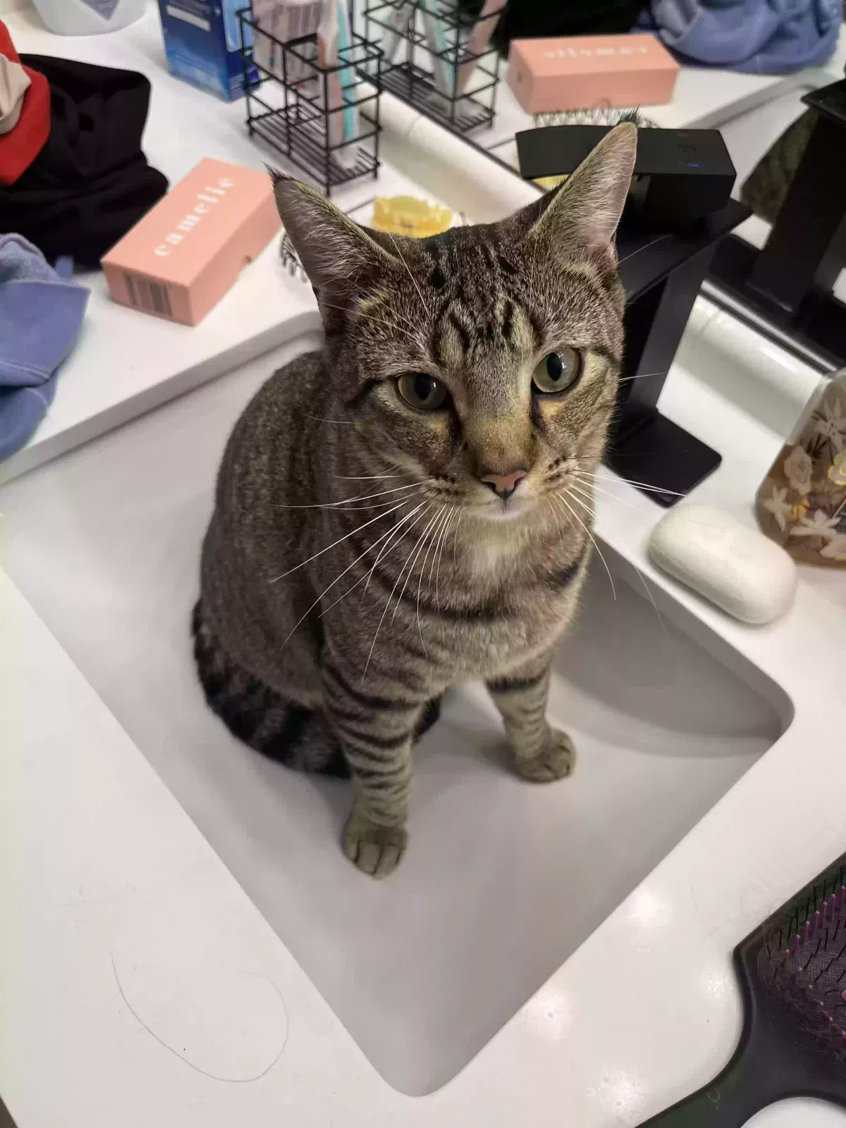 Lost cat in Decatur, AL, 35601
