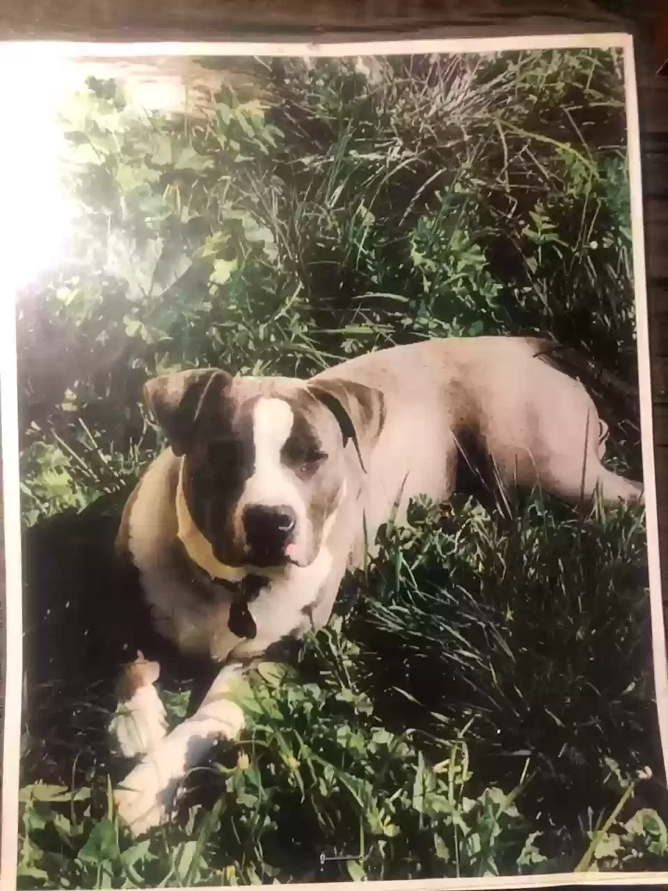 Lost dog in Fairfield, CA, 94533