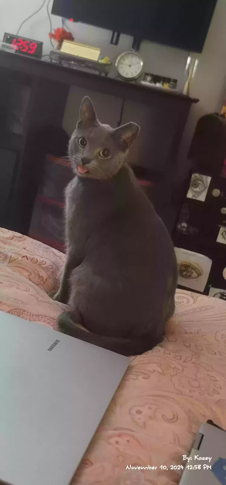 Lost cat in Huntington, WV, 25704