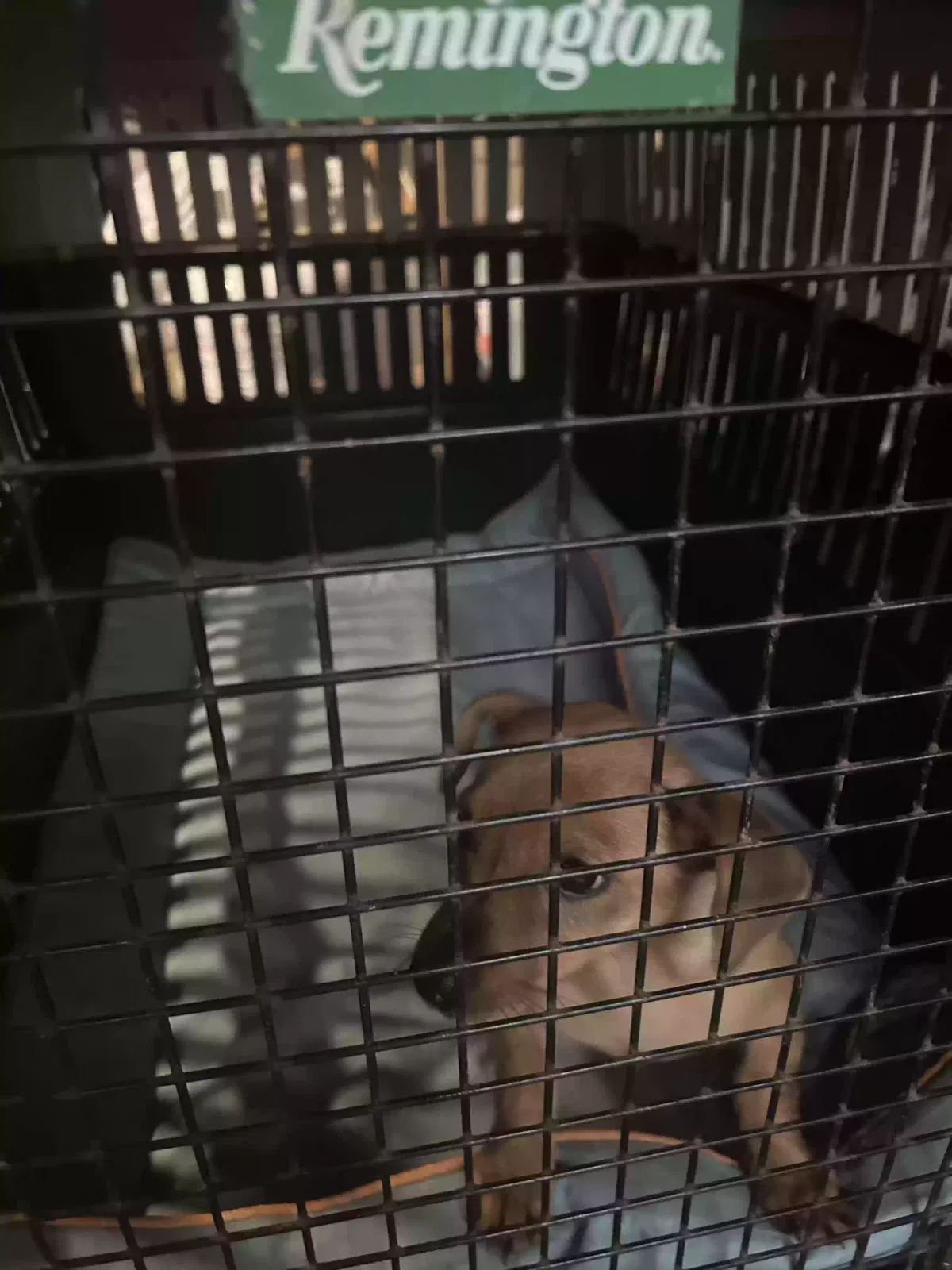 Found dog in Locust Grove, GA, 30248
