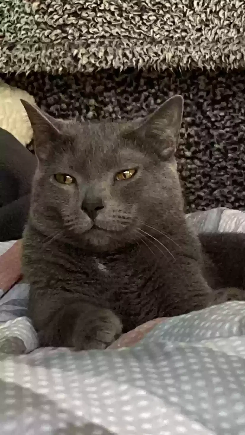 Lost cat in Nashville, TN, 37207